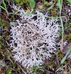Cladonia rangiformis