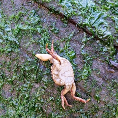 Hemigrapsus sanguineus