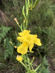 Moraea ramosissima