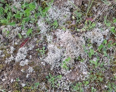 Cladonia rangiformis