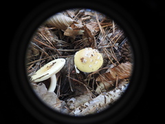 Amanita junquillea
