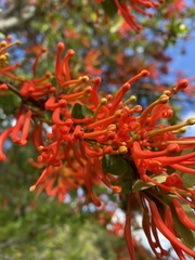 Embothrium coccineum