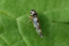 Eupteryx