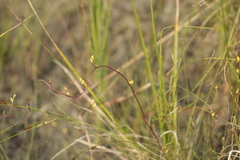 Utricularia juncea