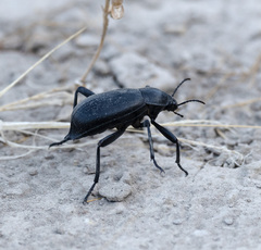 Blaps lusitanica