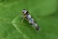 Eupteryx