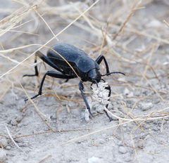 Blaps lusitanica