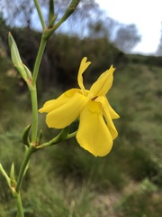Moraea ramosissima