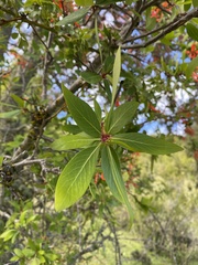 Embothrium coccineum