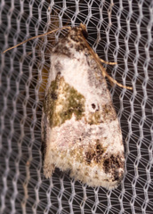 Maliattha synochitis