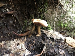 Hebeloma