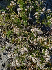 Eupatorieae