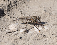 Phileris prionostylus