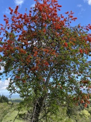 Embothrium coccineum