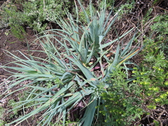 Kniphofia caulescens