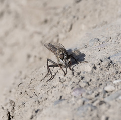 Phileris prionostylus