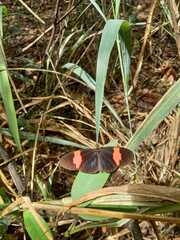 Heliconius