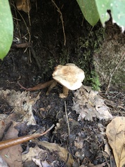 Hebeloma