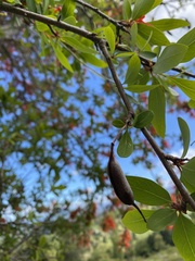 Embothrium coccineum