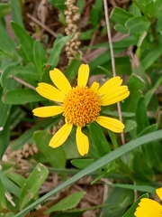Acmella decumbens