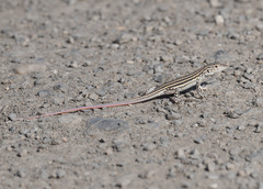 Acanthodactylus erythrurus
