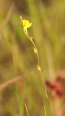 Utricularia juncea
