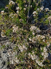 Eupatorieae
