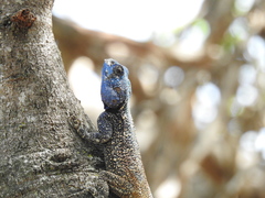 Acanthocercus atricollis