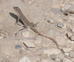 Acanthodactylus erythrurus