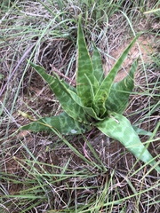 Ledebouria marginata
