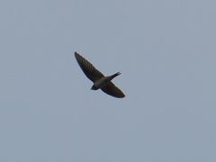 Hirundo rustica