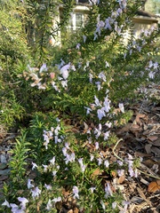 Conradina grandiflora