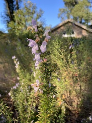 Conradina grandiflora