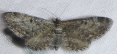 Eupithecia pseudotsugata