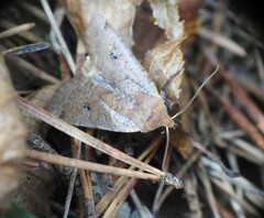 Conistra erythrocephala