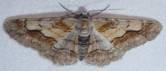 Stenoporpia macdunnoughi