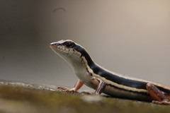 Sphenomorphus dussumieri