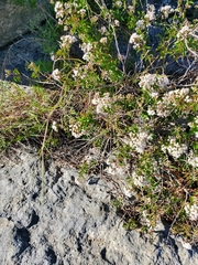 Eupatorieae