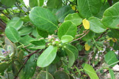 Cynanchum obtusifolium