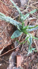 Ledebouria cremnophila