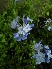 Plumbago