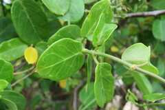 Cynanchum obtusifolium