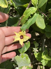 Hewittia malabarica