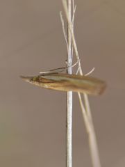 Agriphila tristella