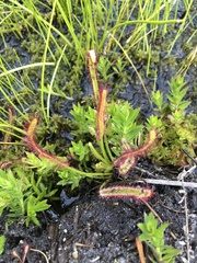 Drosera capensis