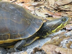 Deirochelys reticularia chrysea