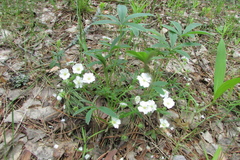 Potentilla alba