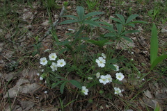 Potentilla alba