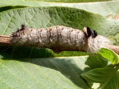 Gastropacha quercifolia