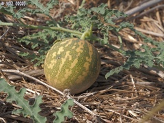 Citrullus colocynthis